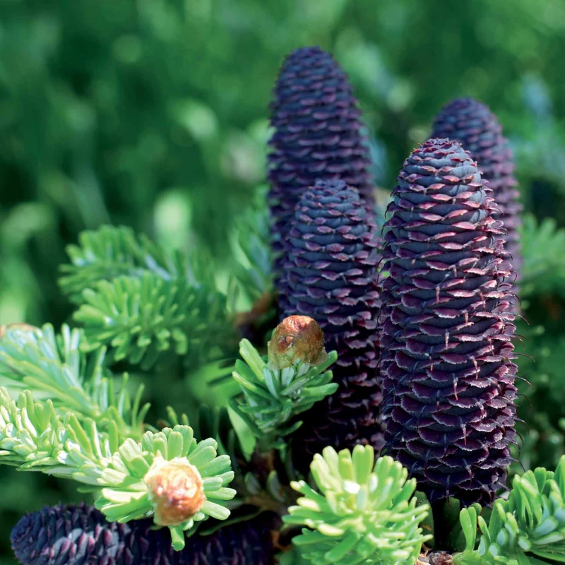 Sapin de Corée