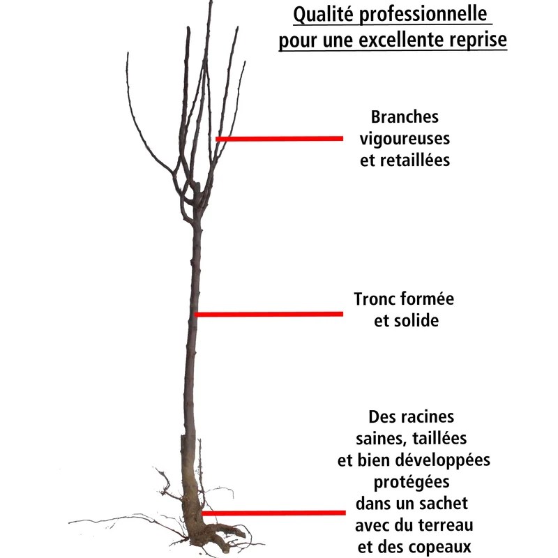 Prunier Reine Victoria
