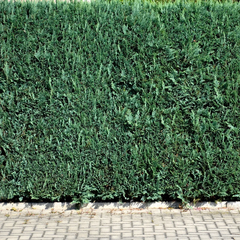 Faux Cyprès de Lawson