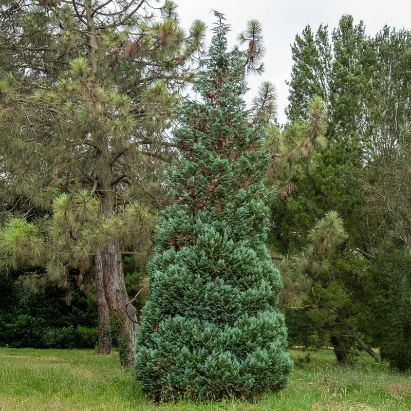Faux Cyprès de Lawson
