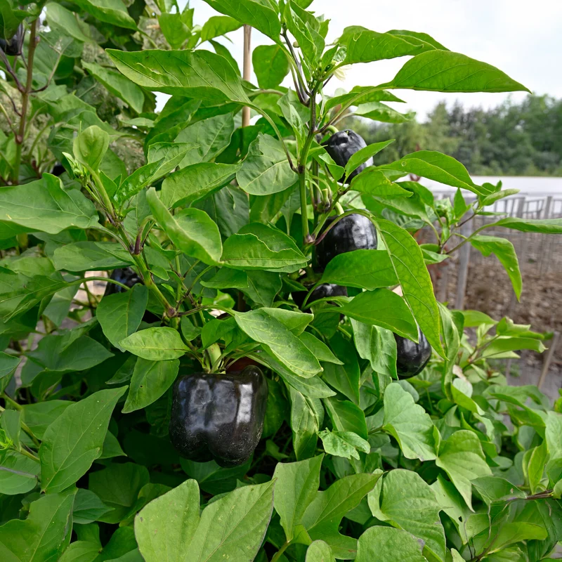 3 Plants de Poivron Bellania
