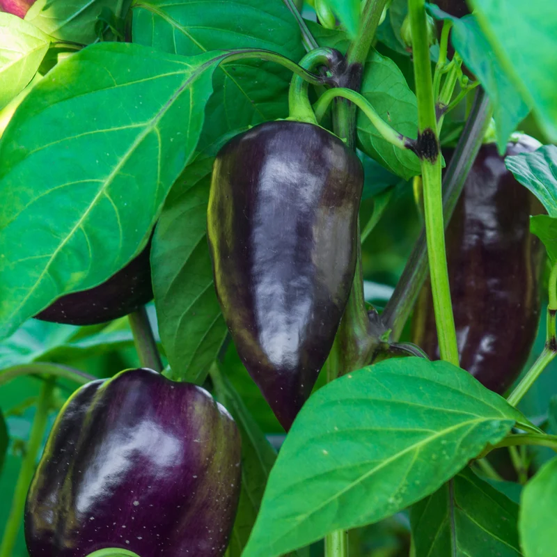 3 Plants de Poivron Bellania