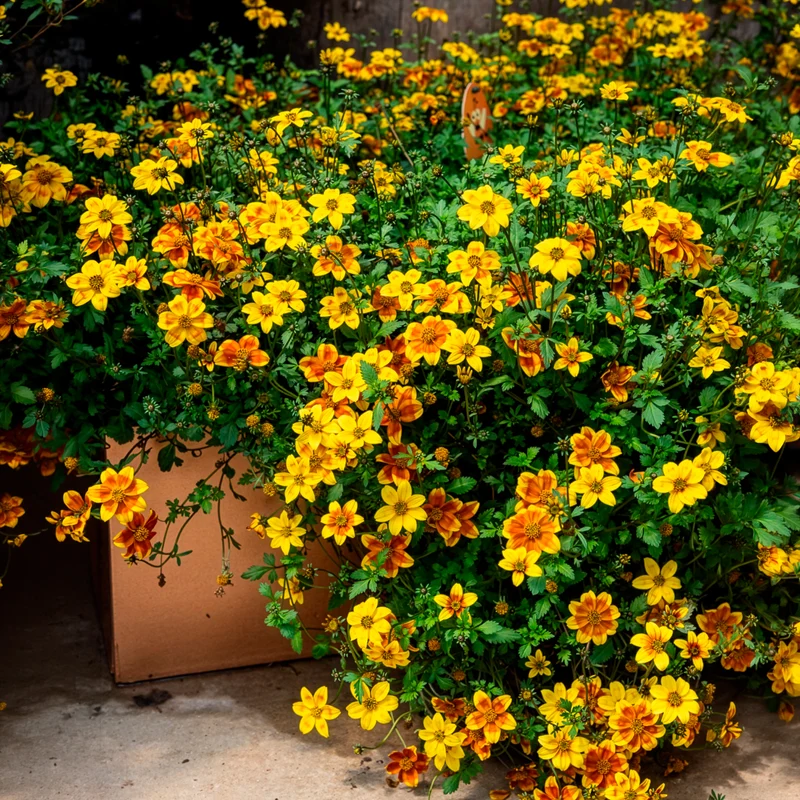 3 Bidens Beedance Painted Yellow