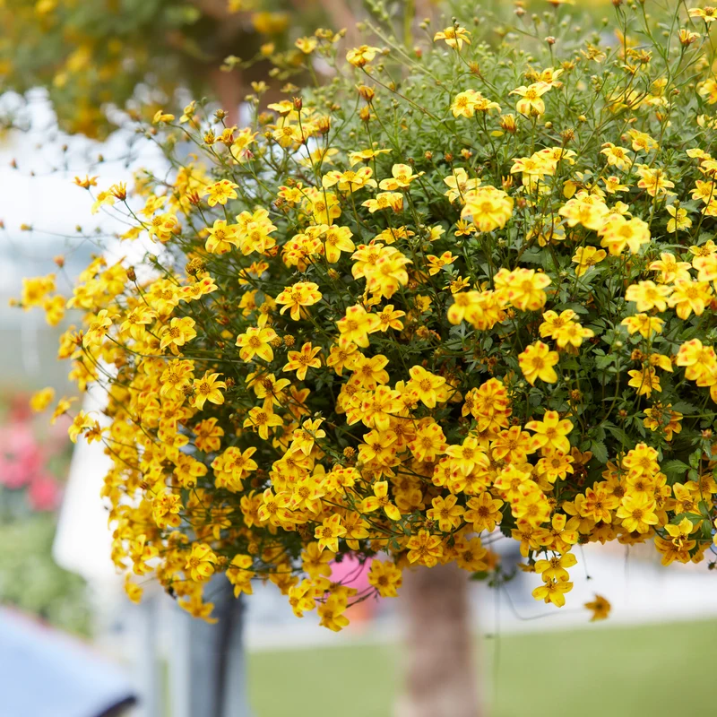 3 Bidens Beedance Painted Yellow