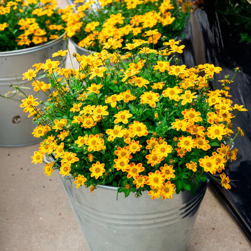 3 Bidens Beedance Painted Yellow