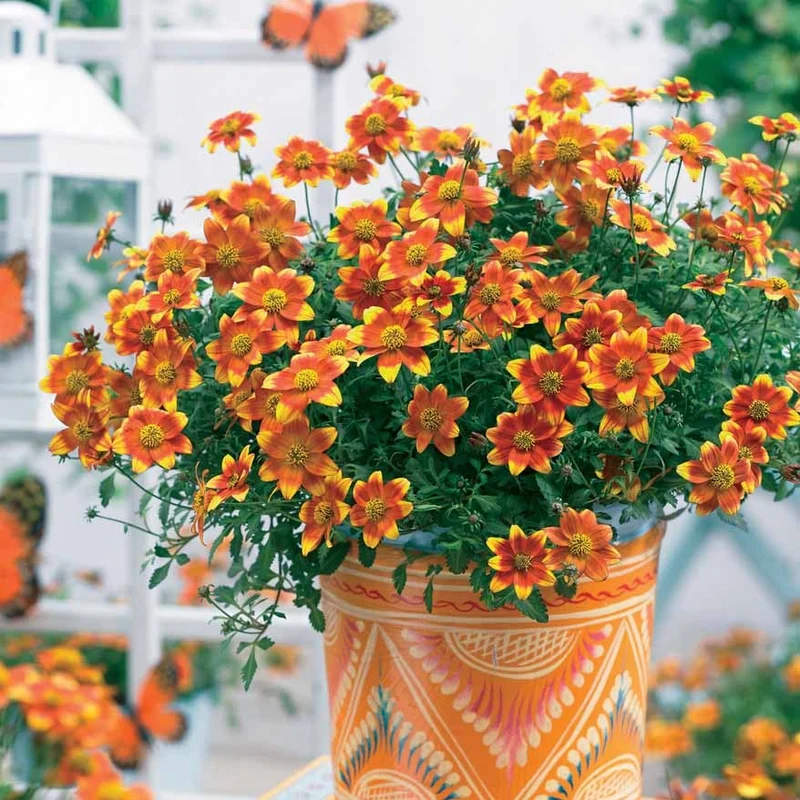 3 Bidens Beedance Painted Yellow