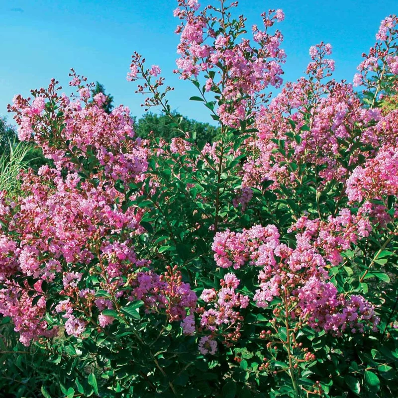 Lilas des Indes Petit Pink