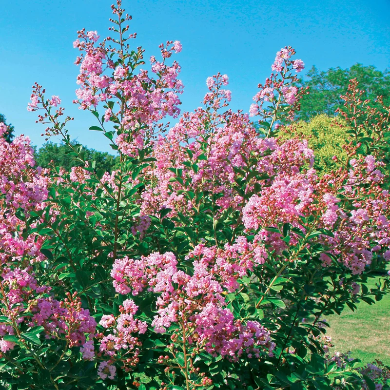 Lilas des Indes Petit Pink
