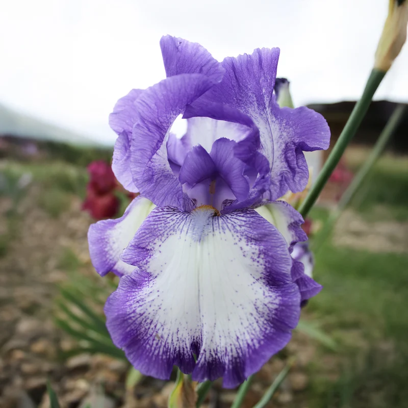 2 Iris de jardin Bordure