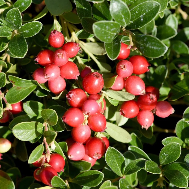 Canneberge - Cranberry
