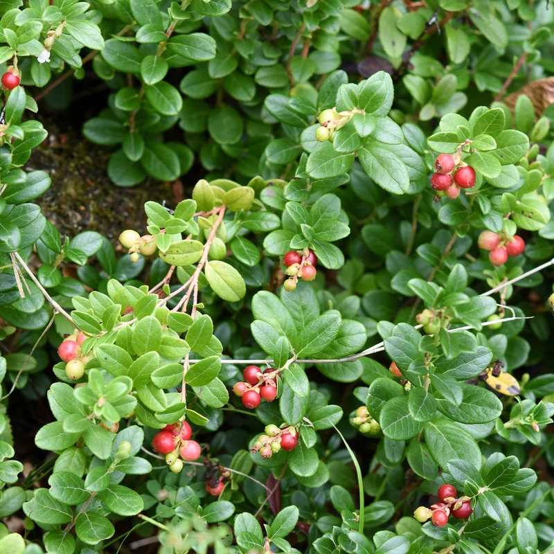 Canneberge - Cranberry
