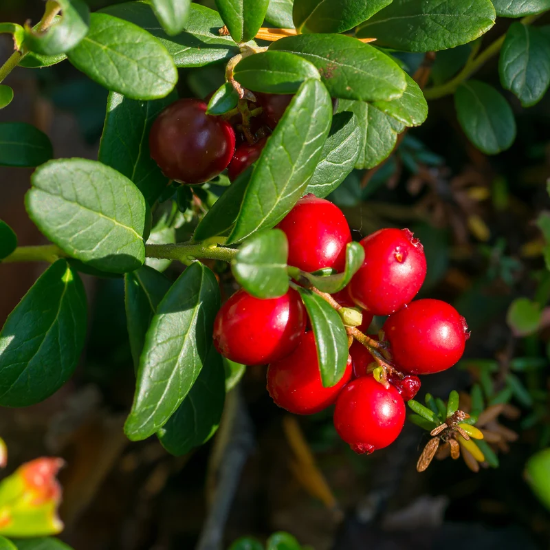 Canneberge - Cranberry