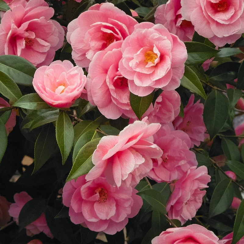 Camélia du Japon à fleurs doubles rose