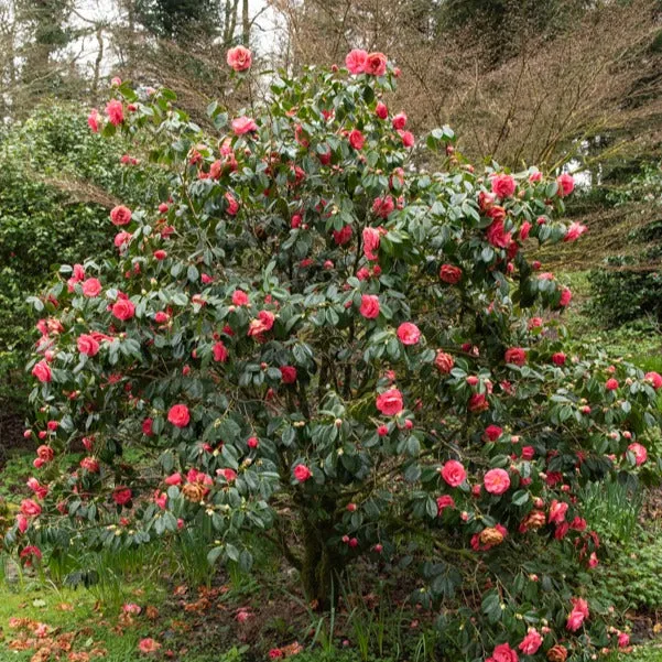 Camélia du Japon à fleurs doubles rose