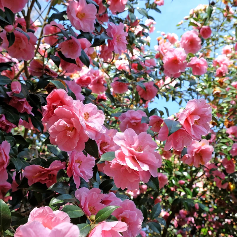 Camélia du Japon à fleurs doubles rose