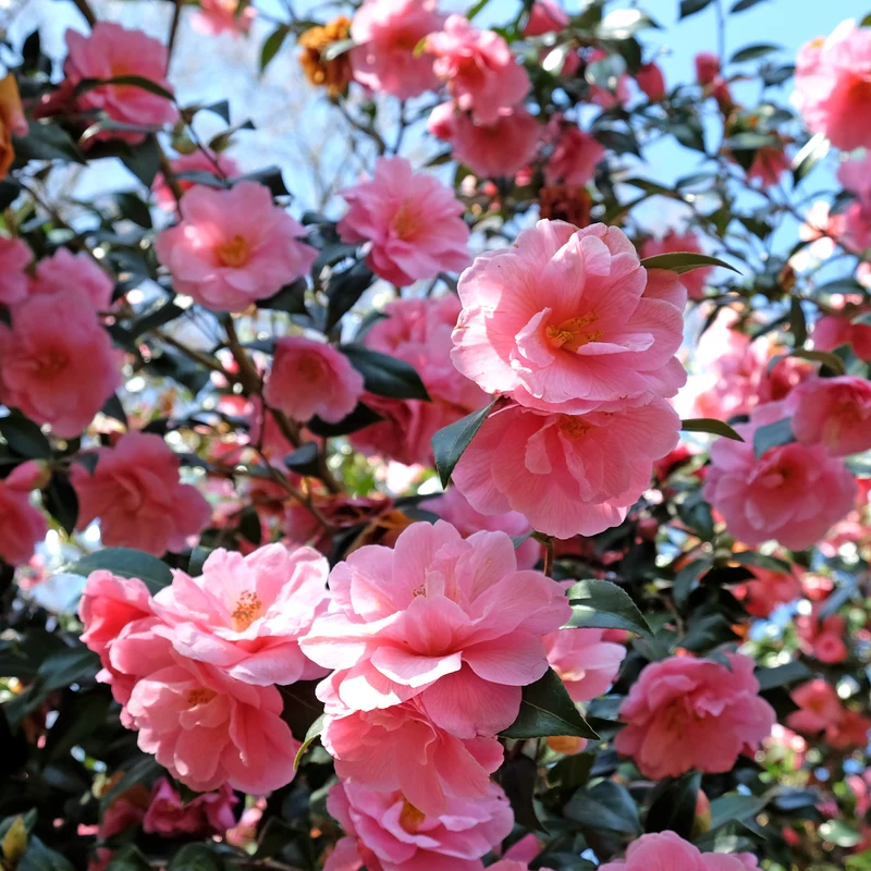 Camélia du Japon à fleurs doubles rose