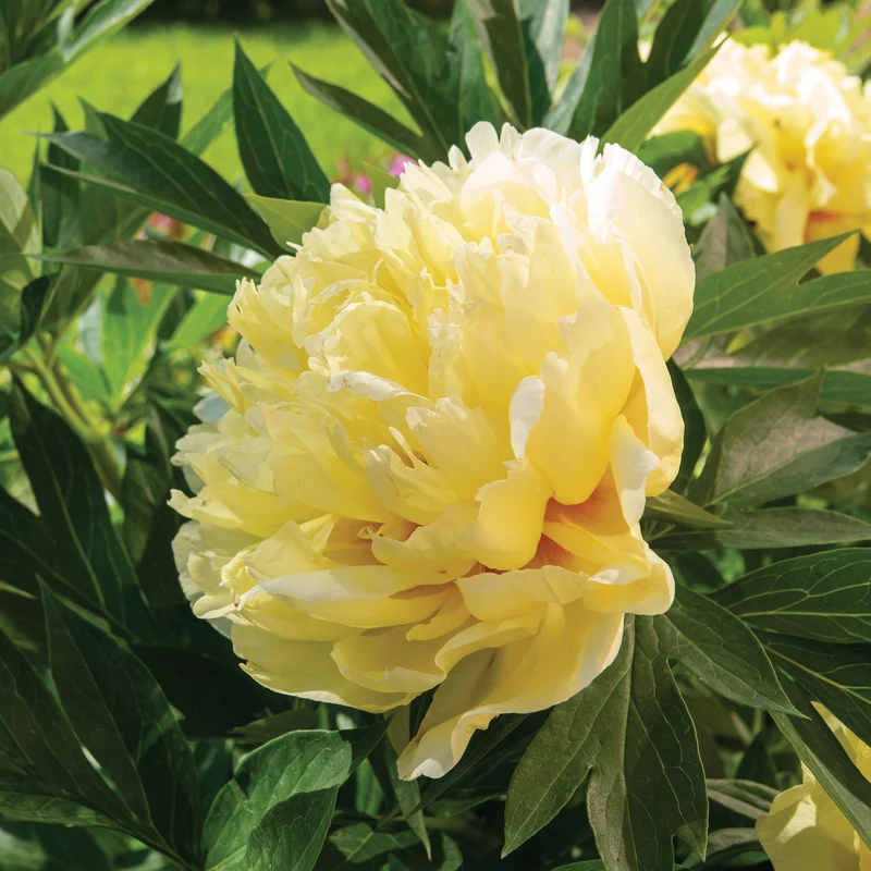 Pivoine Itoh Bartzella