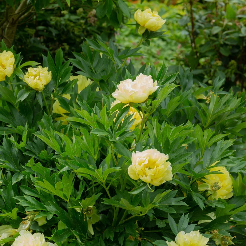 Pivoine Itoh Bartzella