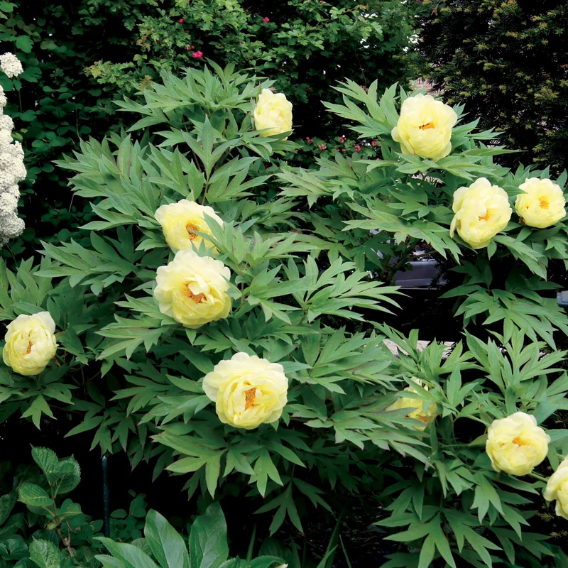 Pivoine Itoh Bartzella