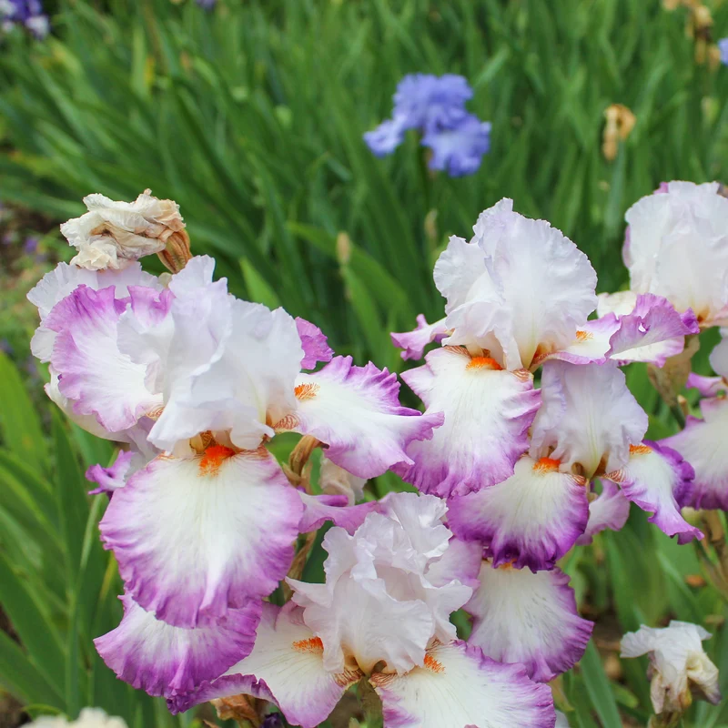 2 Iris de jardin Poésie