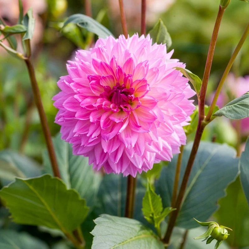 3 Dahlias décoratifs Sakura Fubuki roses