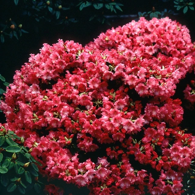 Rhododendron compact Baden Baden