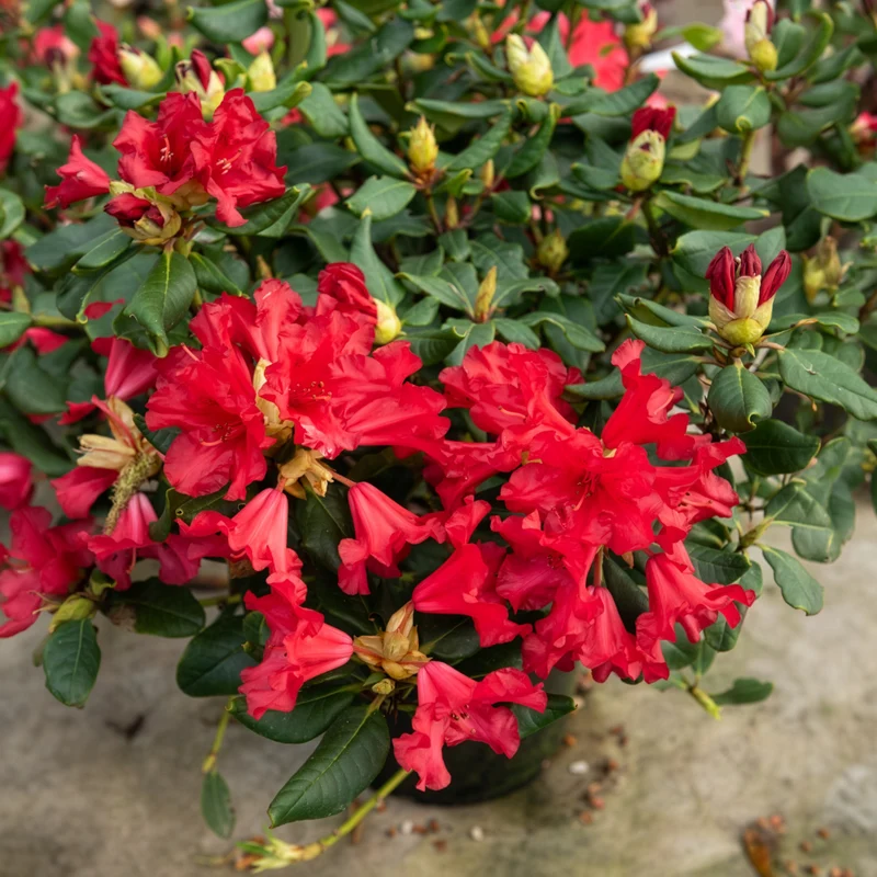 Rhododendron compact Baden Baden