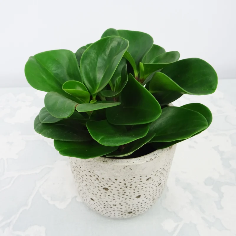Peperomia Green