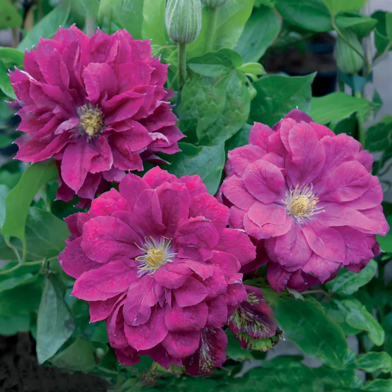 Clématite Red Star