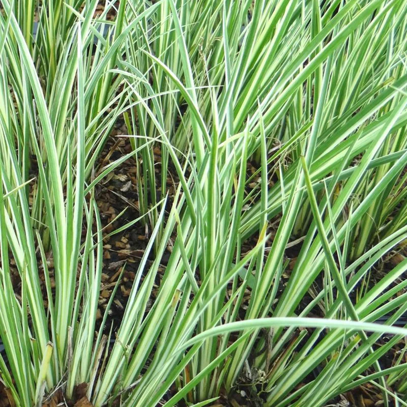 Acore gramineus strié d'argent