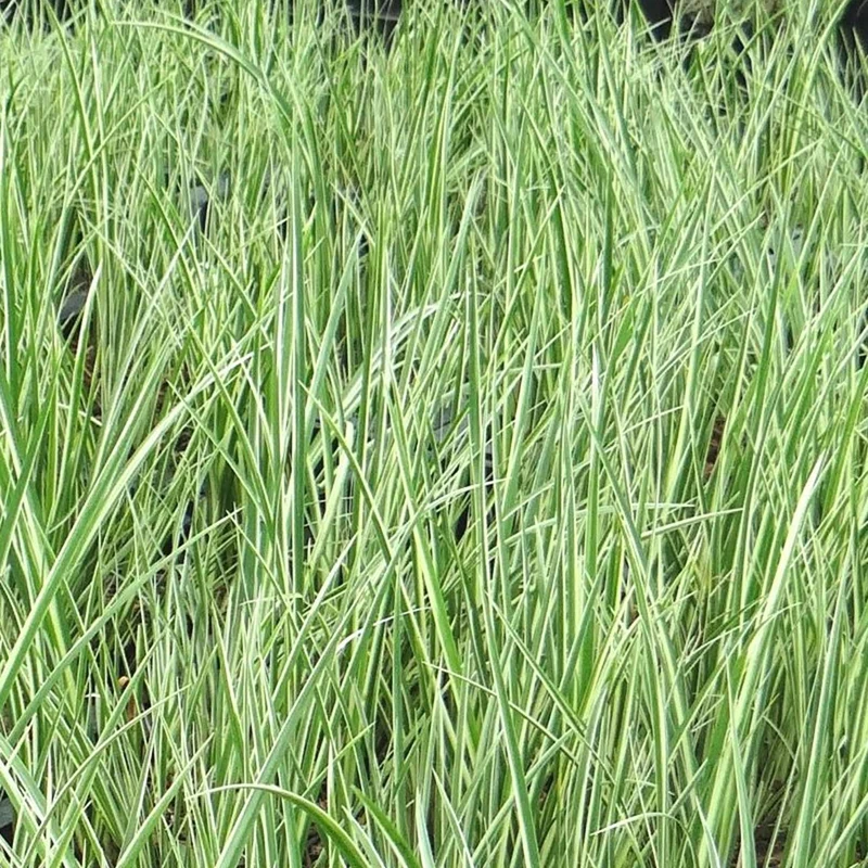 Acore gramineus strié d'argent