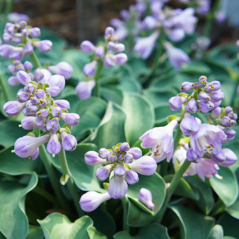 Hosta Blue Mouse Ears