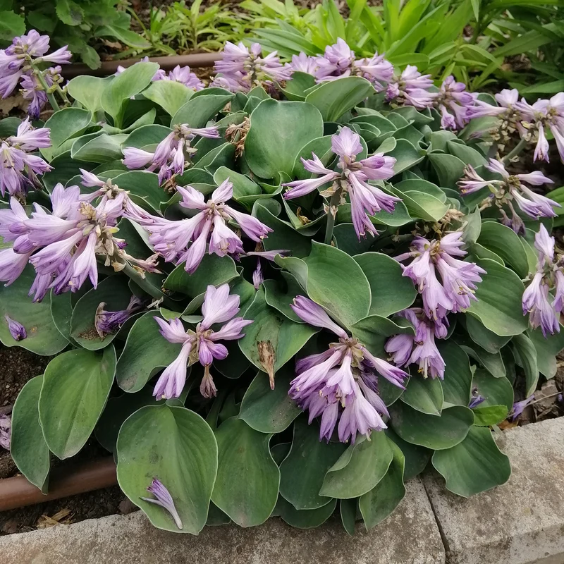 Hosta Blue Mouse Ears