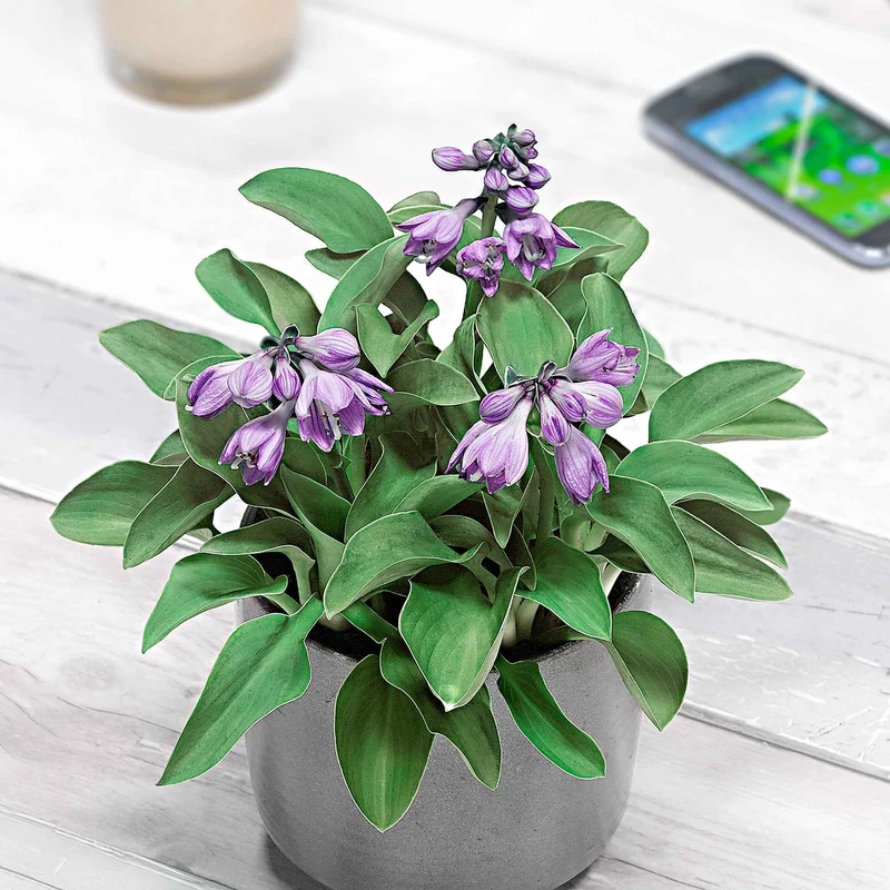 Hosta Blue Mouse Ears
