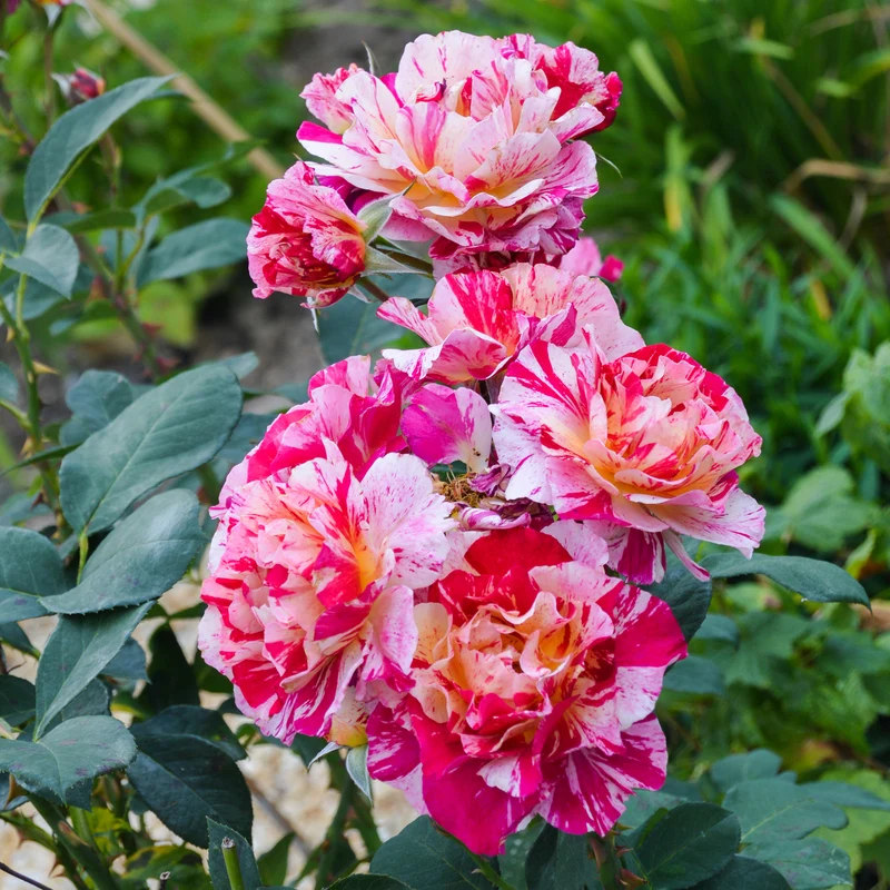 Rosier botanique Ferdinand Pichard