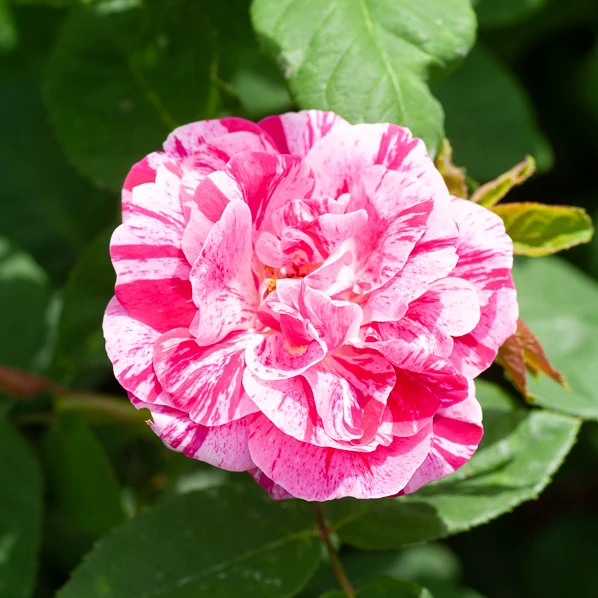 Rosier botanique Ferdinand Pichard