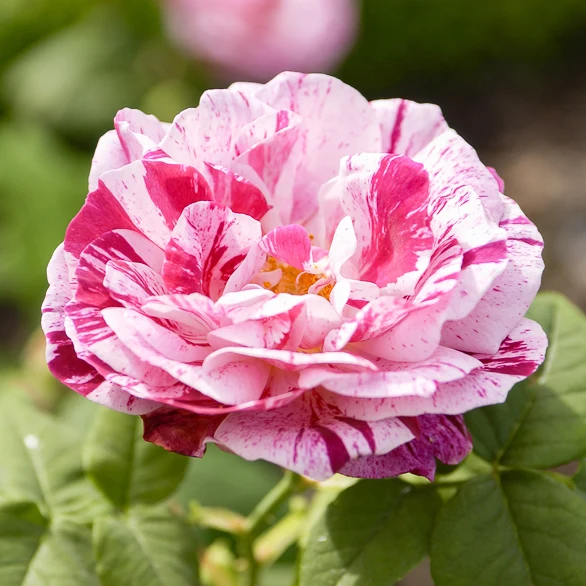 Rosier botanique Ferdinand Pichard