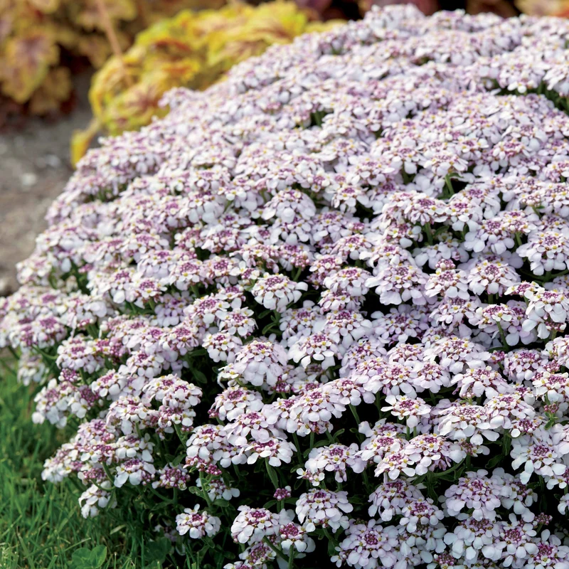 Corbeille d'argent Pink Ice - Iberis