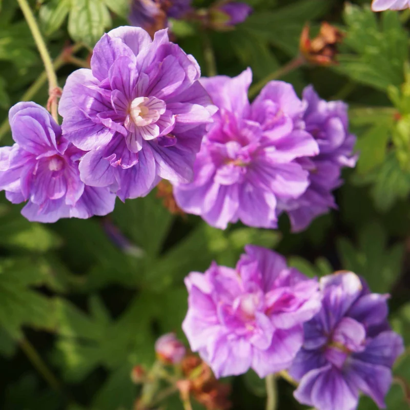 2 Géraniums vivaces à fleurs doubles bleue