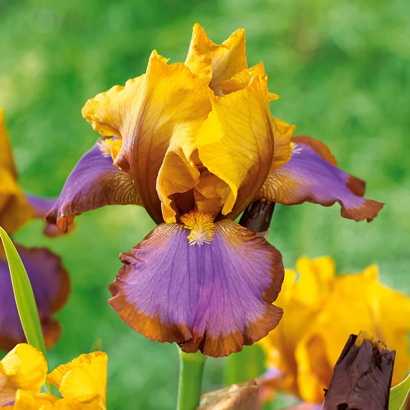 2 Iris de jardin Lasso marron