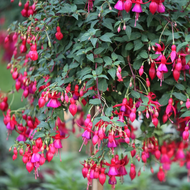 3 Fuchsias résistants au gel Brilliant