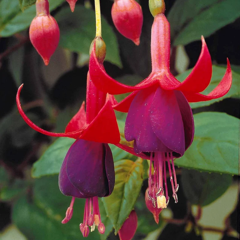 3 Fuchsias résistants au gel Brilliant