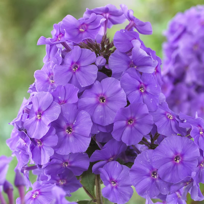 Phlox paniculé Amethyst