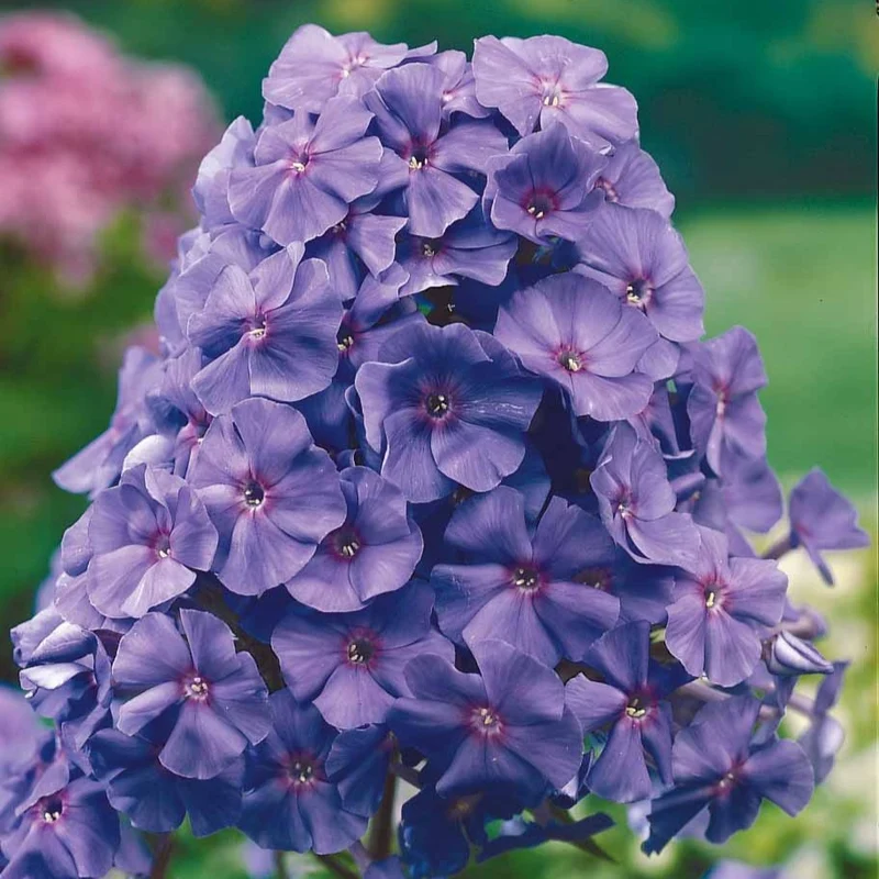Phlox paniculé Amethyst