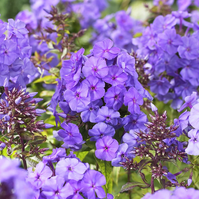Phlox paniculé Amethyst