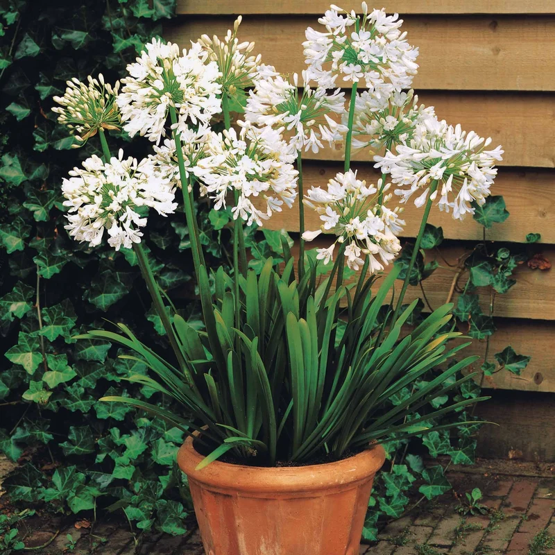 Agapanthe blanche