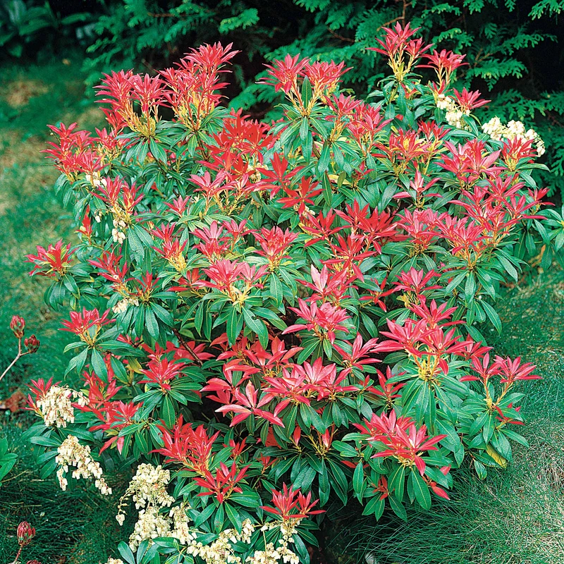 Pieris Forest flame