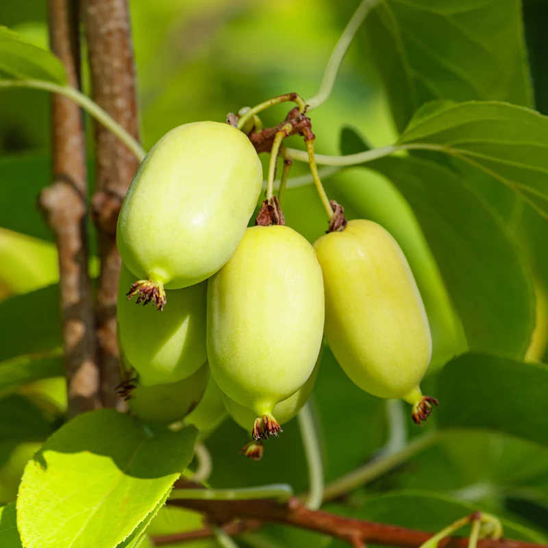 Kiwi d'ornement panaché