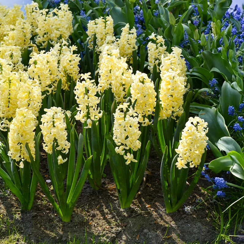 6 Jacinthes City of Haarlem jaune