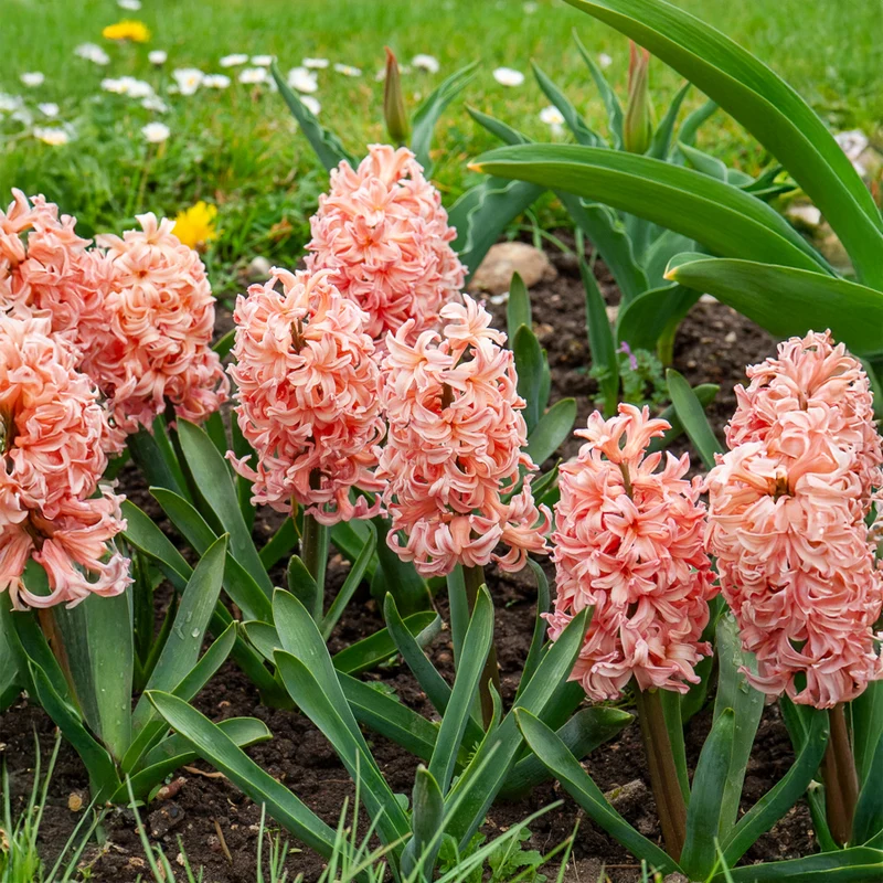 6 Jacinthes Gipsy Queen orange